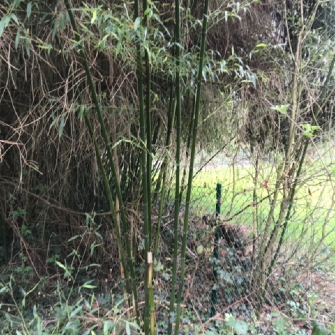 Bambous dans le fond du jardin